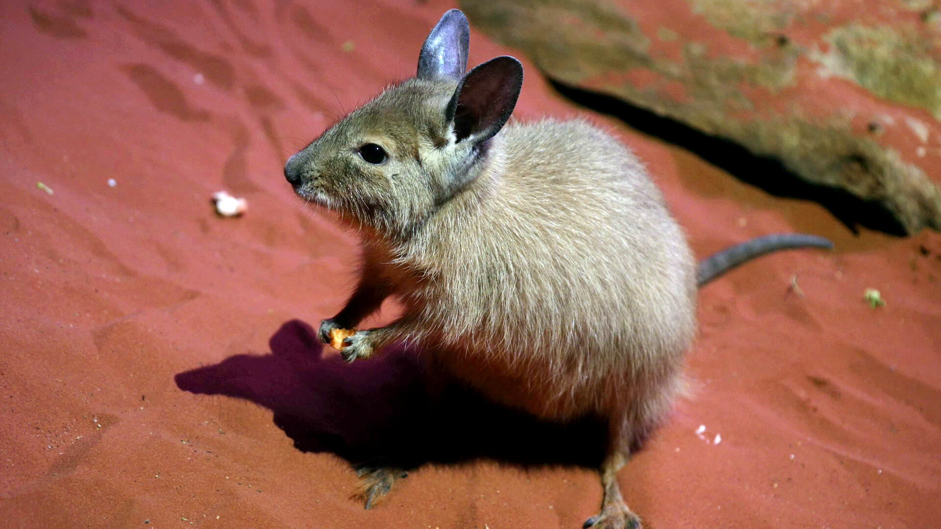 一种毛茸茸的小型袋鼠型生物，前爪抓着一块水果。